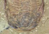 Acadoparadoxides Trilobite #58933-2